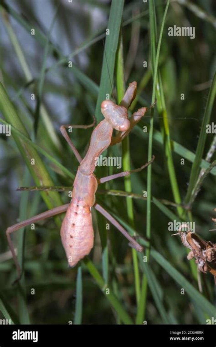 albino praying mantis