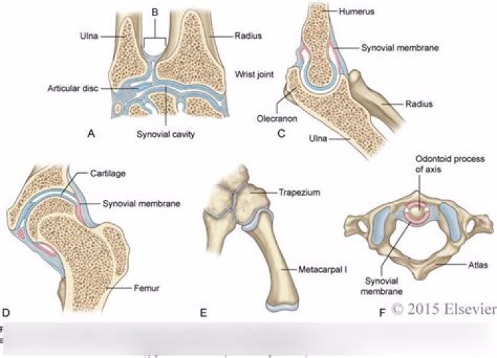 amphiarthrodial joint