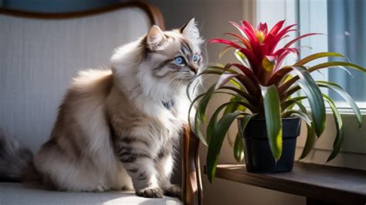 are bromeliads toxic to cats