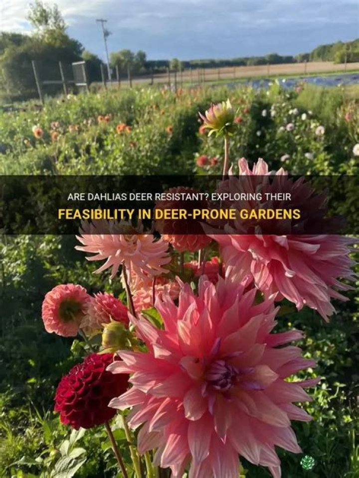 are dahlias deer resistant