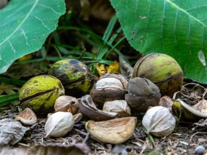 are hickory nuts edible
