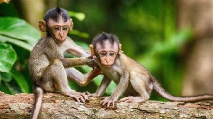 are there monkeys in hawaii