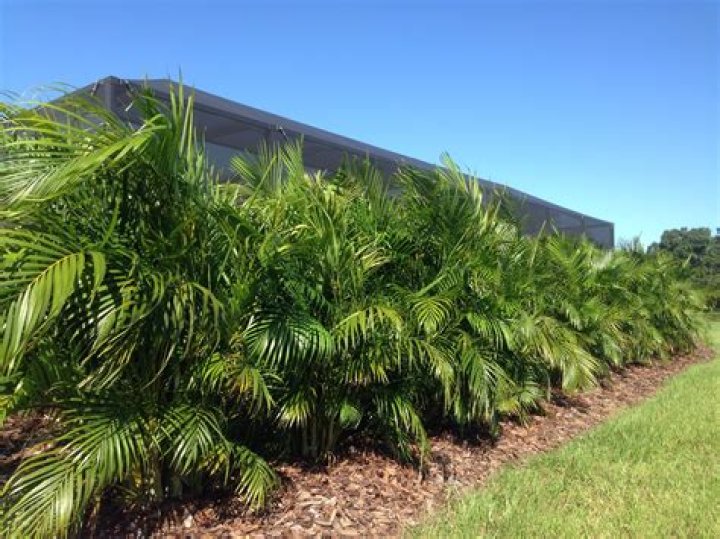 areca palm hedge