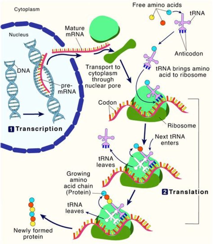 at which site does the charged initiator trna bind during protein synthesis?
