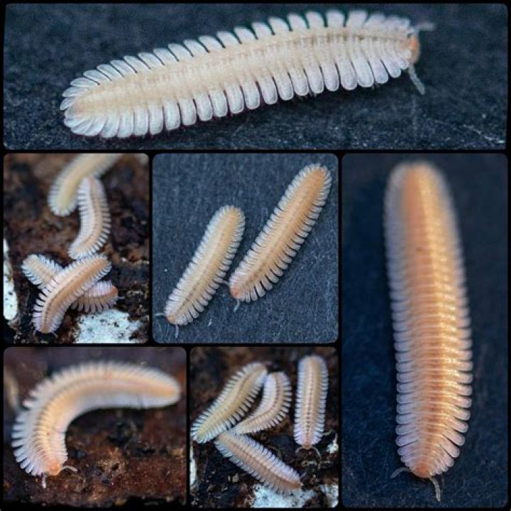 baby millipede