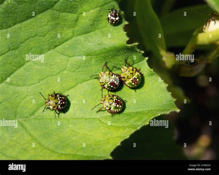 baby stink bug