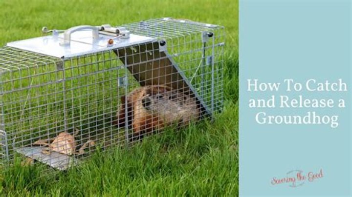 bait for groundhogs