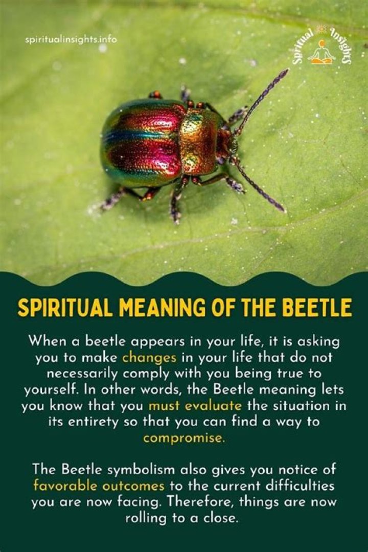 beetle meaning