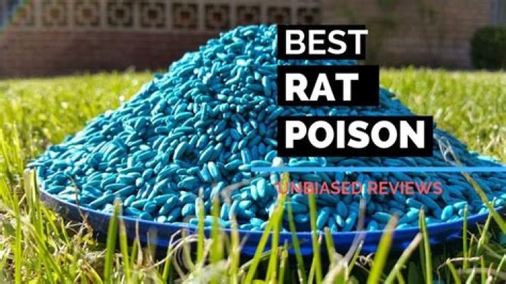 best mice poison