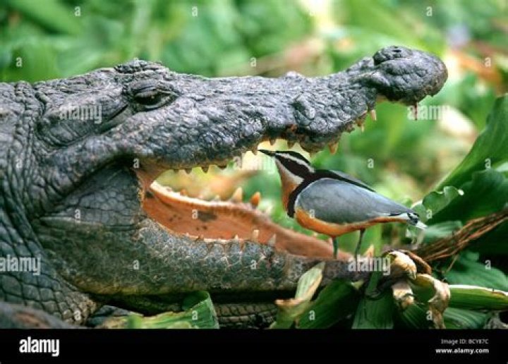 bird cleaning crocodile teeth