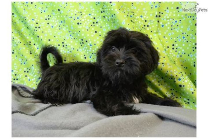 black shorkie