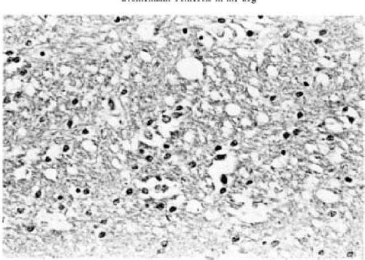 bromethalin dog