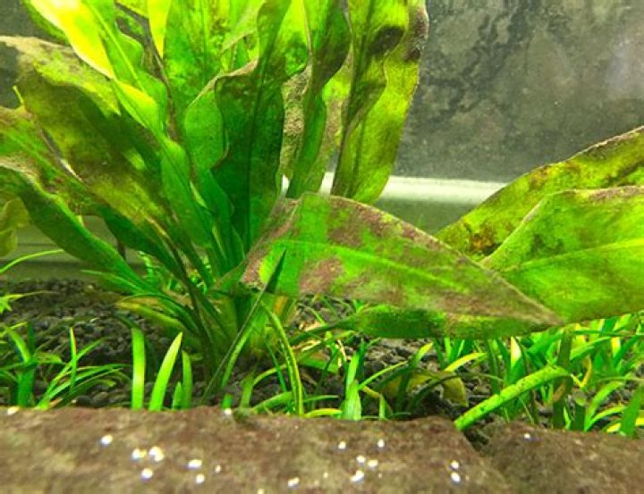 brown algae aquarium