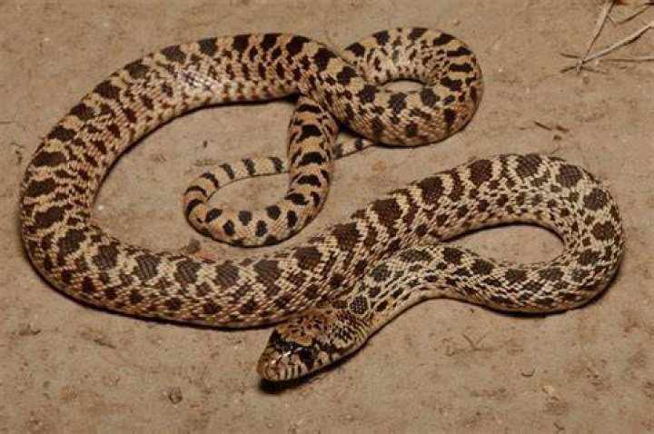 bull snake colorado