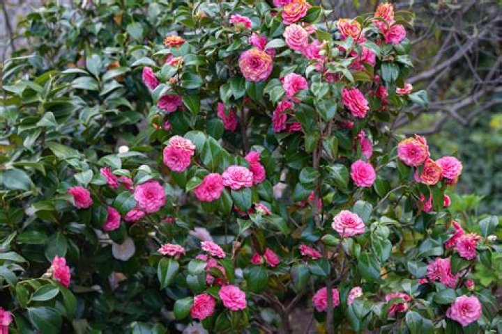 camellias flower
