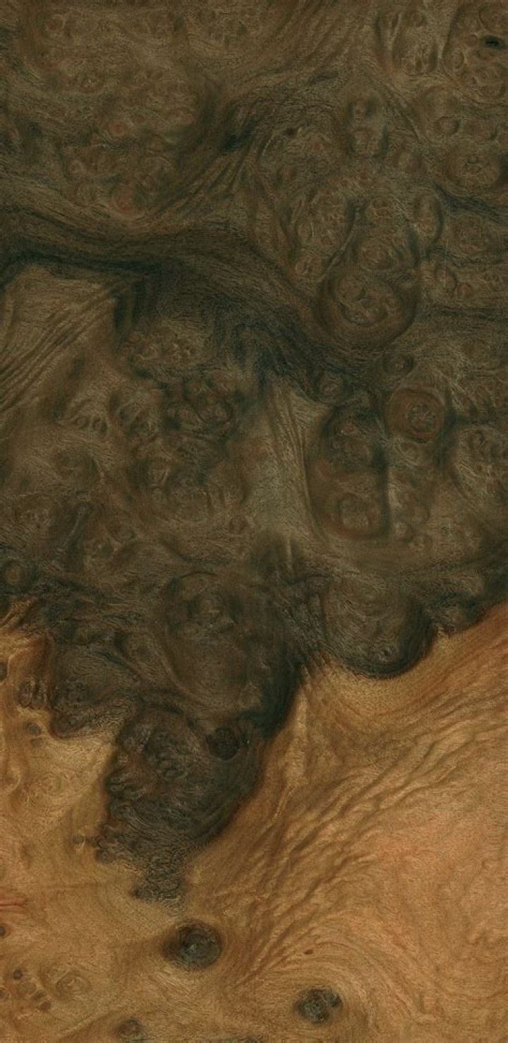 camphor wood