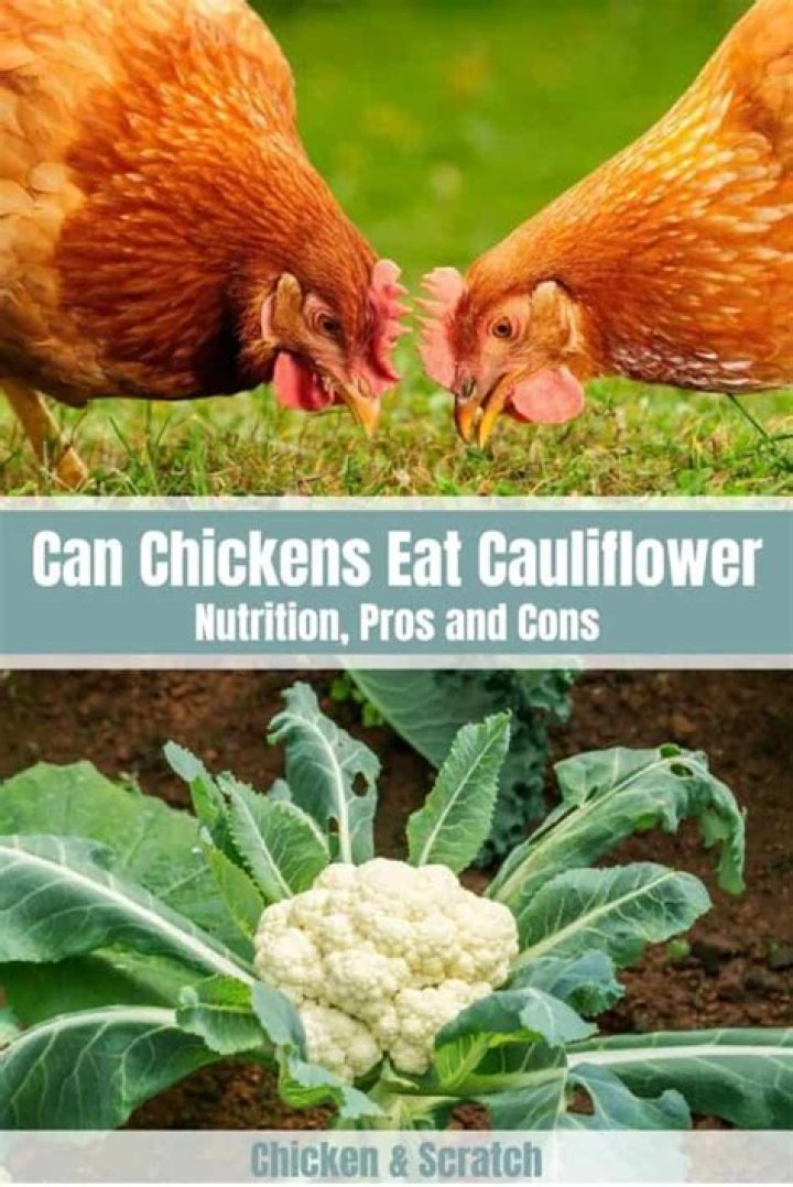 can chickens eat cauliflower