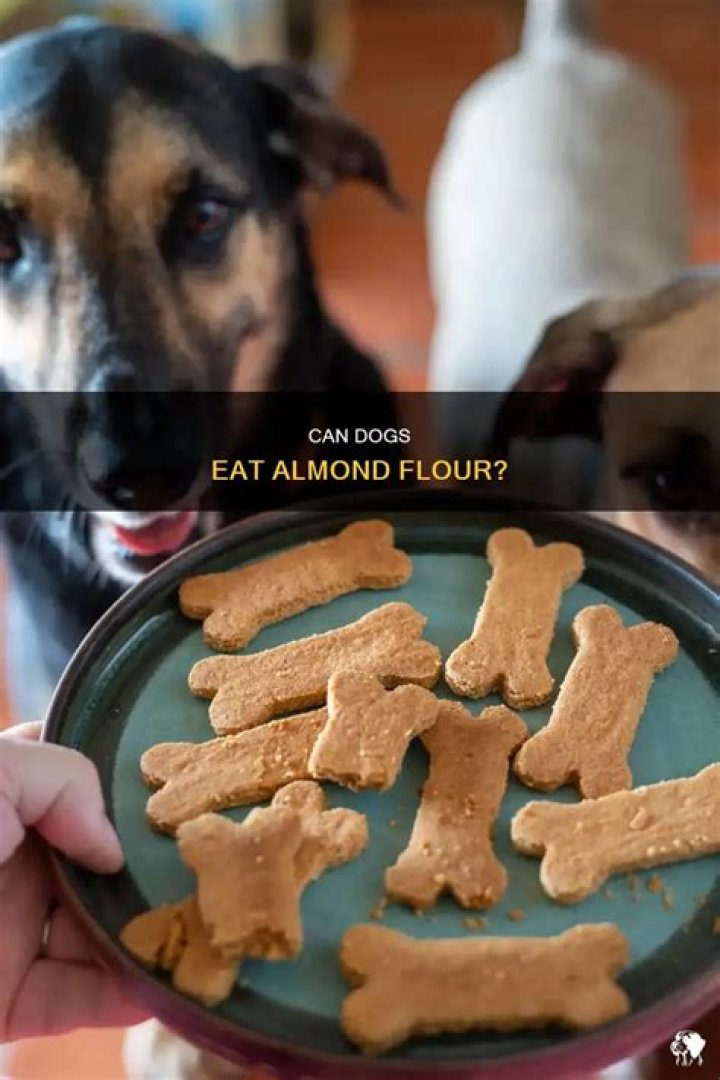 can dogs have almond flour