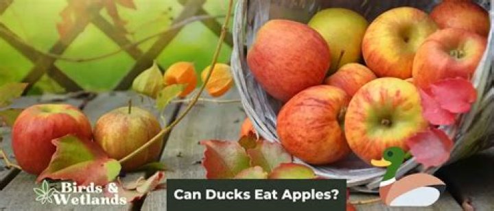 can ducks eat apples