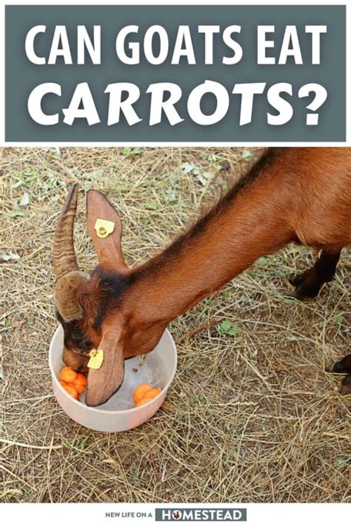 can goats eat carrots