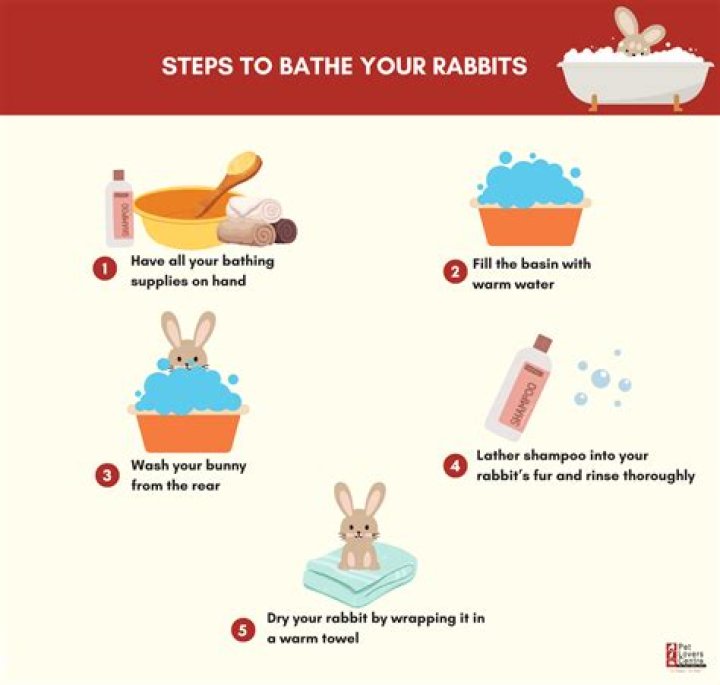 can you bathe a bunny