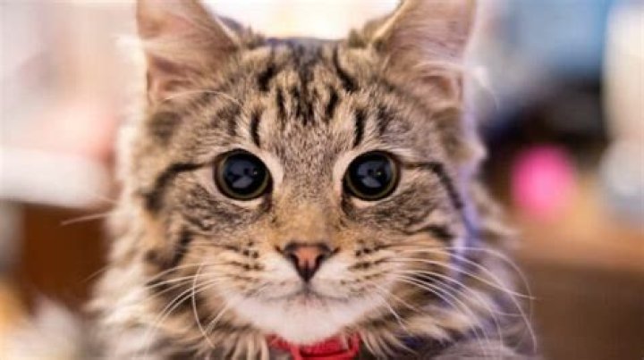 cat not eating or drinking for 3 days