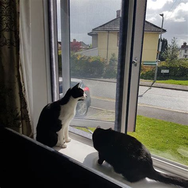 cat proof window screen