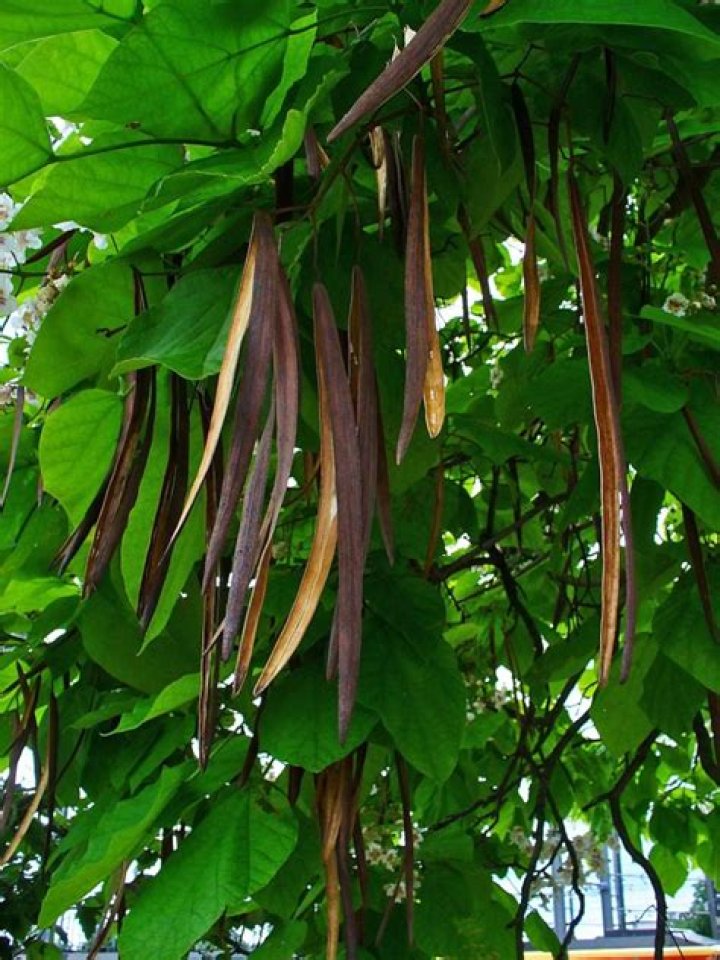catalpa tree seeds