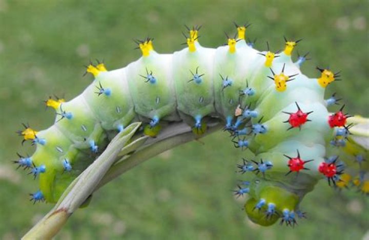 cecropia caterpillar
