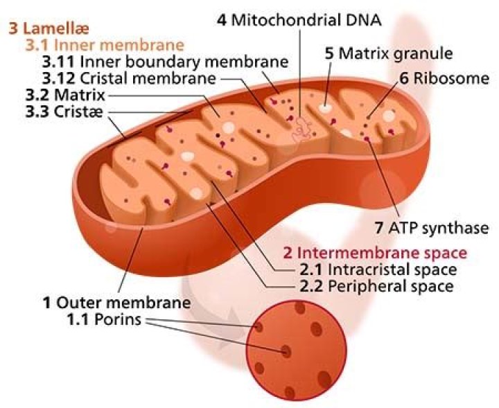 cellular respiration organelle
