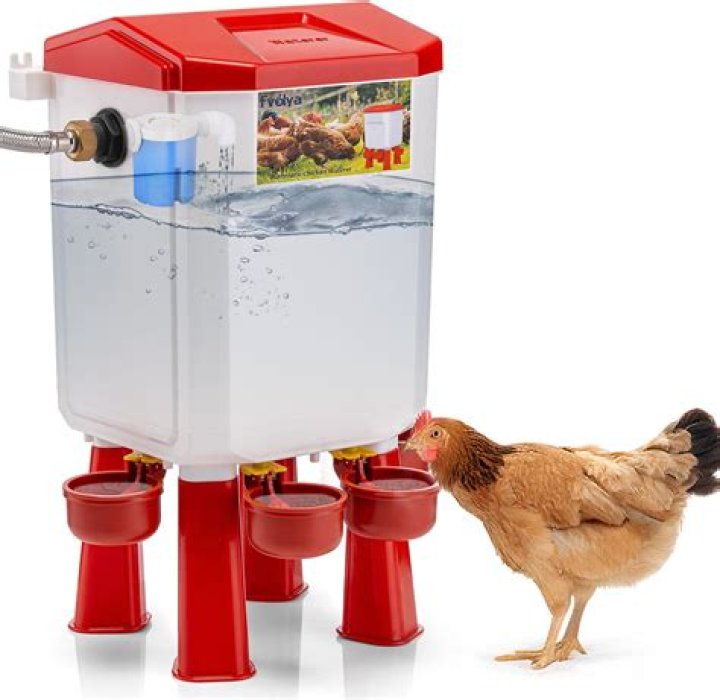 chicken waterers