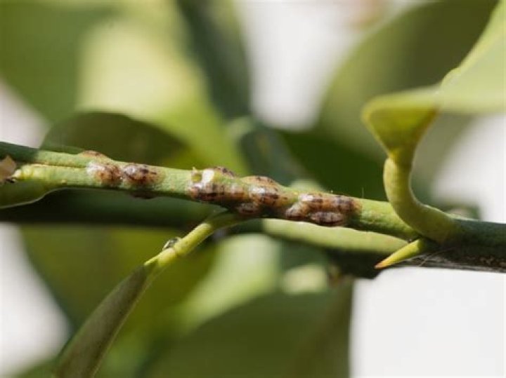 citrus scale