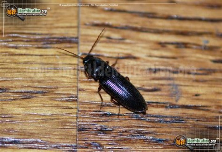 click beetle in house