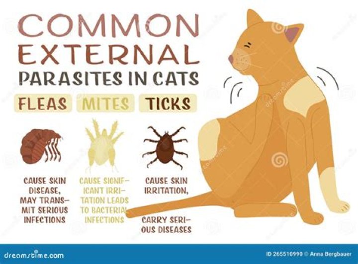 common cat bugs