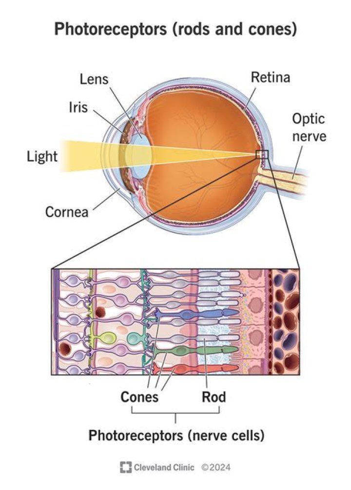 cones and rods in the eye