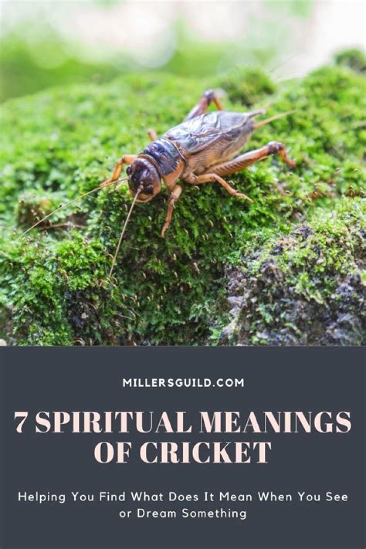 cricket spiritual meaning