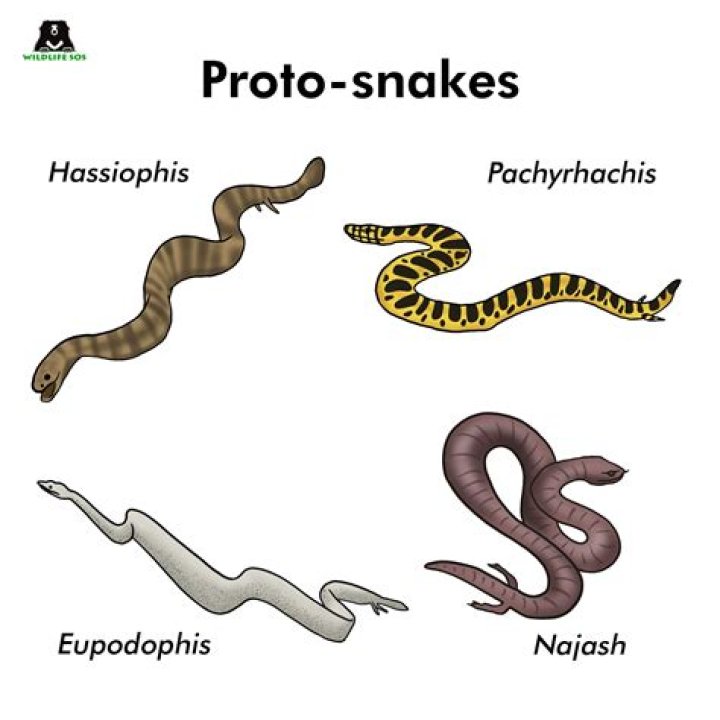 did snakes have legs