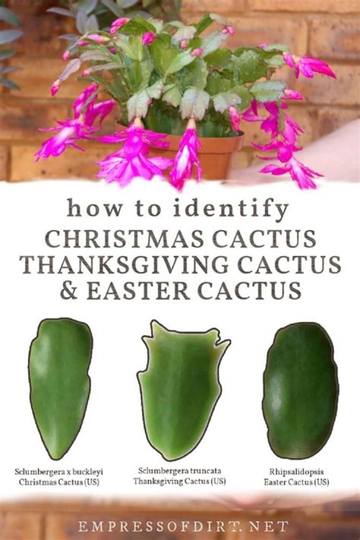 difference between thanksgiving and christmas cactus