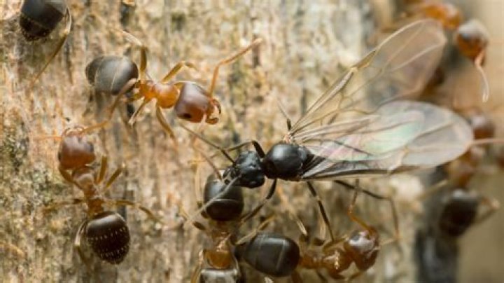 do ants lay eggs