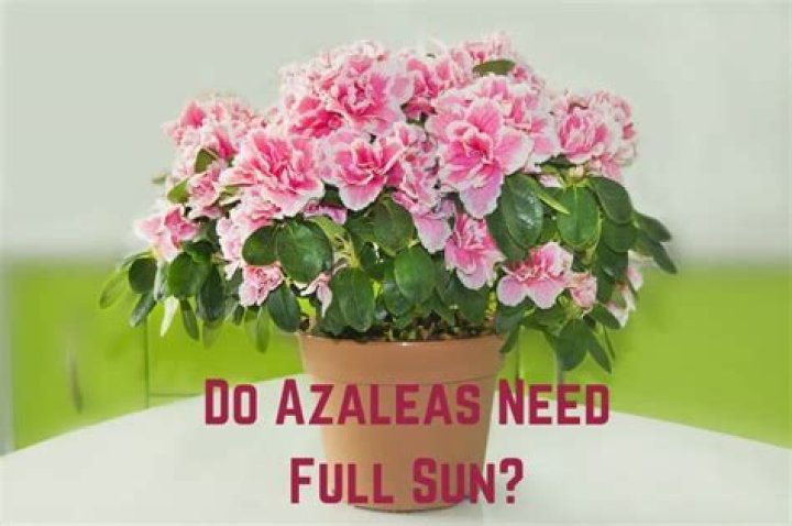 do azaleas need full sun