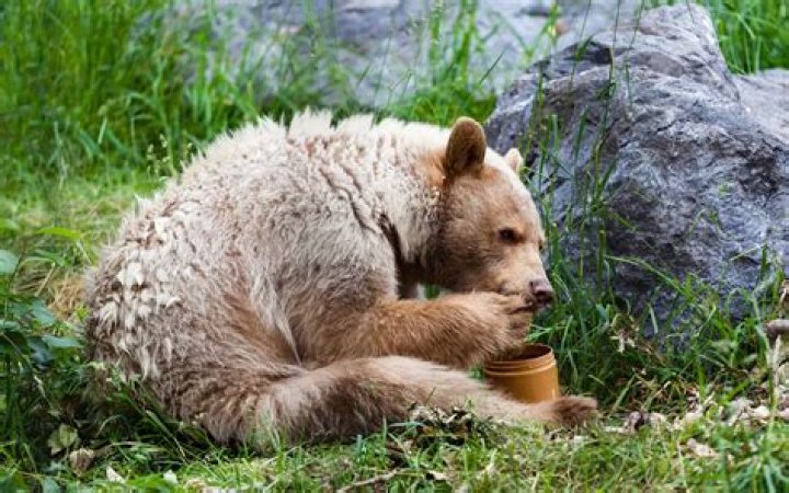 do bears like honey