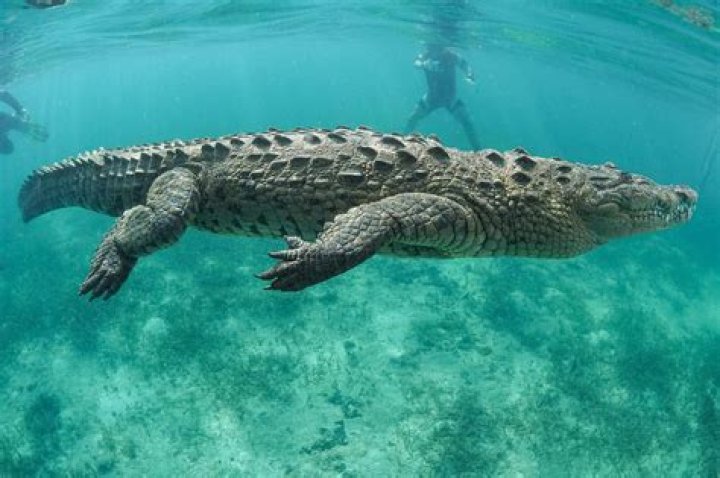 do crocodiles live in florida