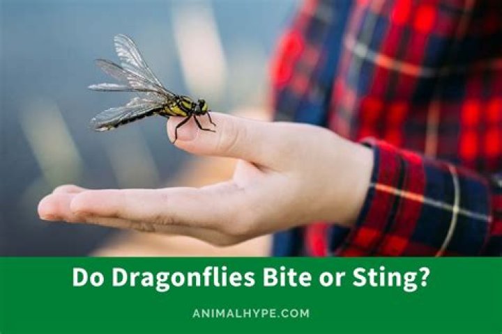 do dragonflies bite or sting