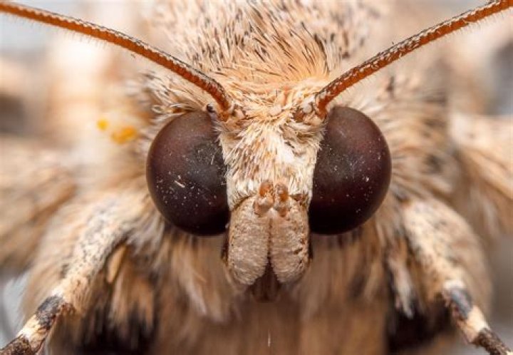 do moths have mouths