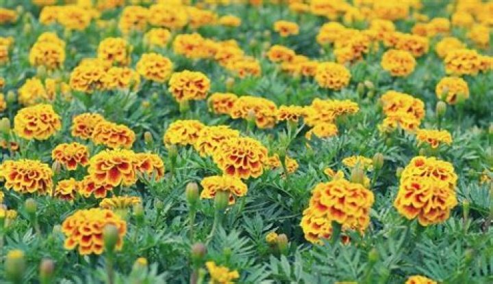 do rabbits eat marigolds