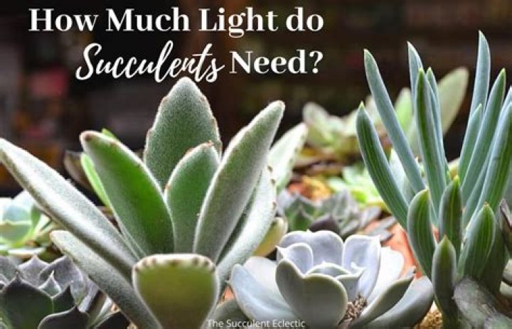 do succulents need a lot of light