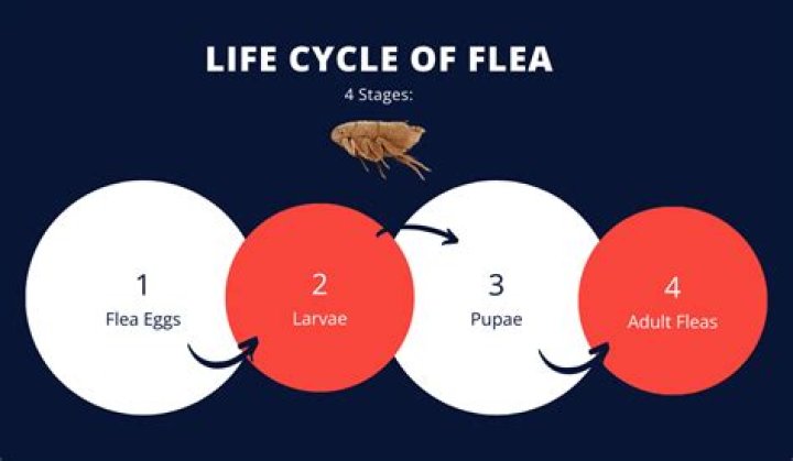 does heat kill fleas