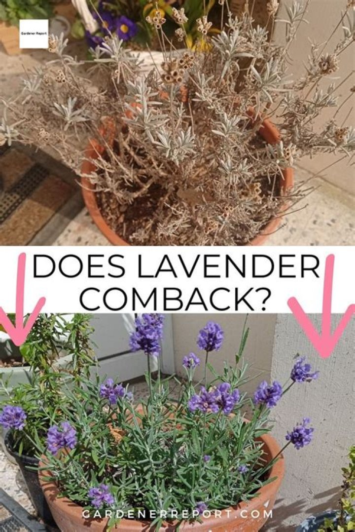 does lavender come back every year