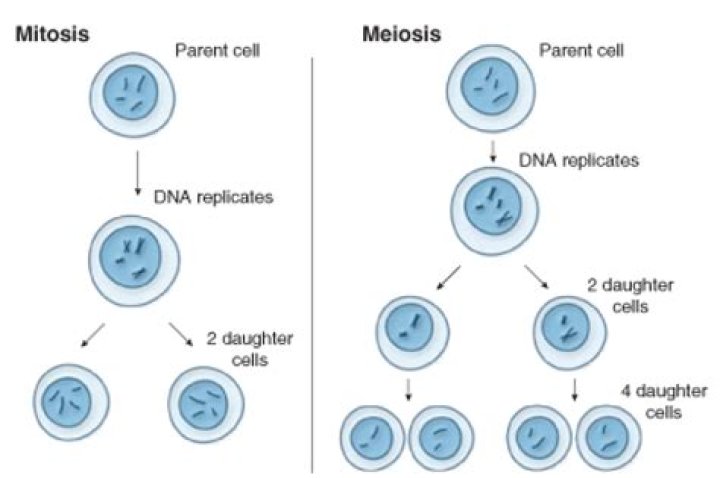 does mitosis produce haploid cells