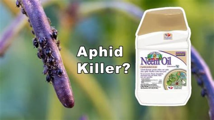 does neem oil kill aphids
